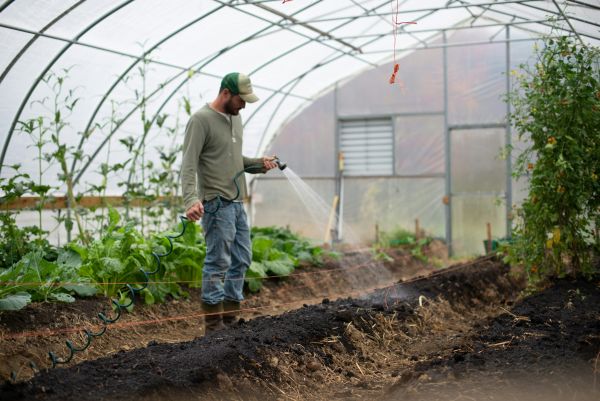 Top conseils pour sélectionner vos serres ACD dans le jardinage